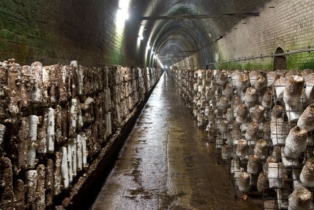 грибы в тоннеле