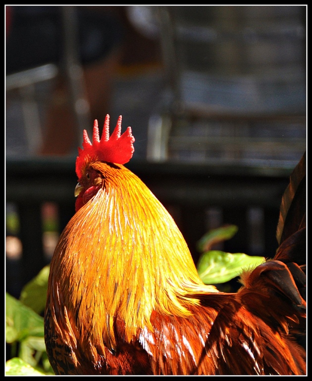 смеющиеся петухи