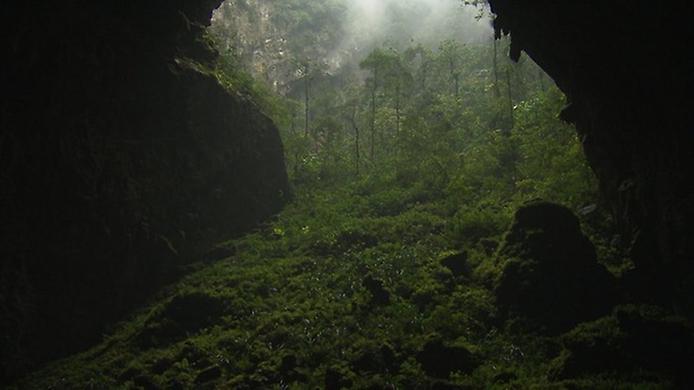 пещерные джунгли