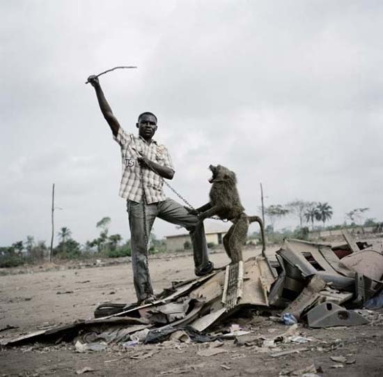 домашние животные африканцев домашние животные африканцев