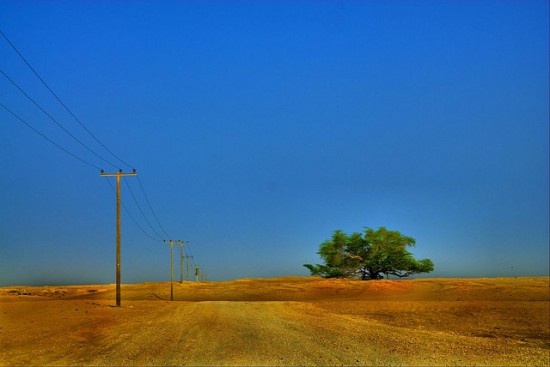 дерево жизни дерево жизни