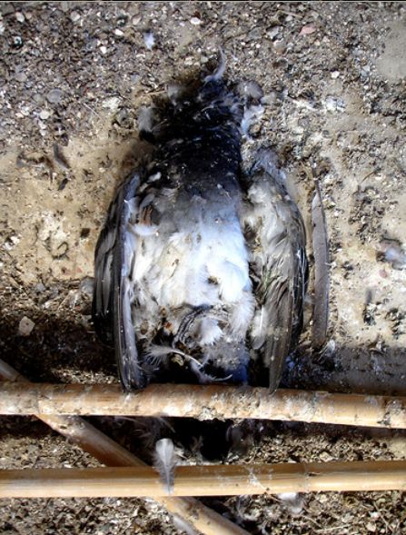 побеги из тюрем побеги из тюрем