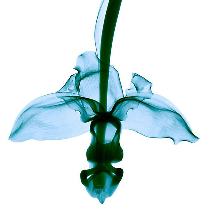 орхидея рентген