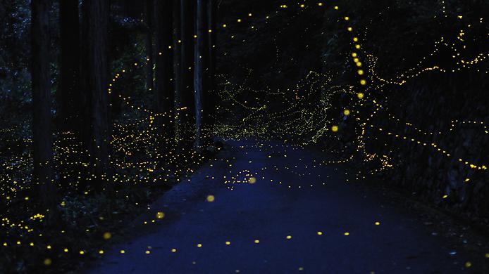 Удивительные фотографии Золотых Светлячков в Японии