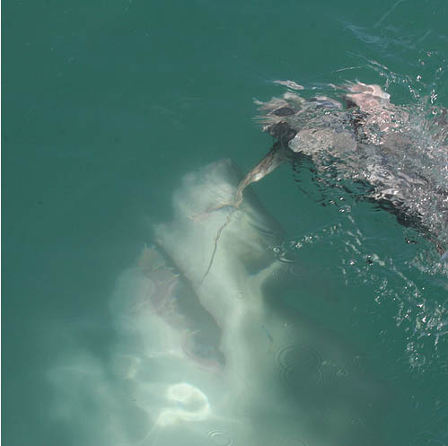 Кадр из фильма Челюсти с атакой акулы