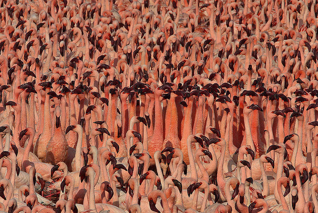 колония фламинго