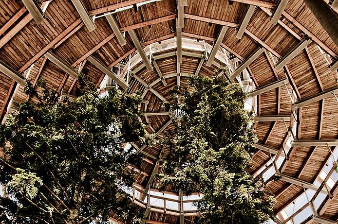 тропа по вершинам деревьев