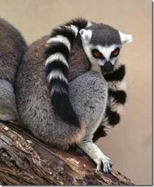 koshachiy_lemur