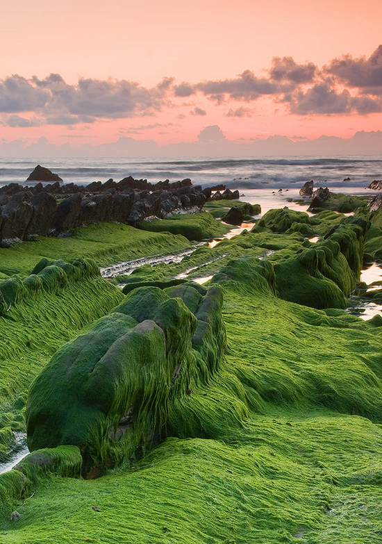 зелёное побережье