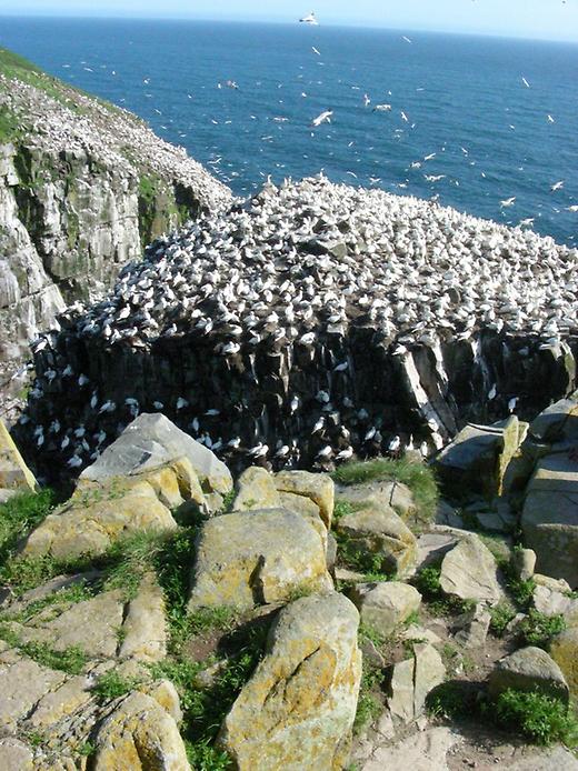 птицы в заповеднике