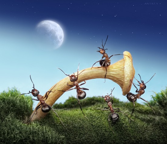 жизнь муравьев
