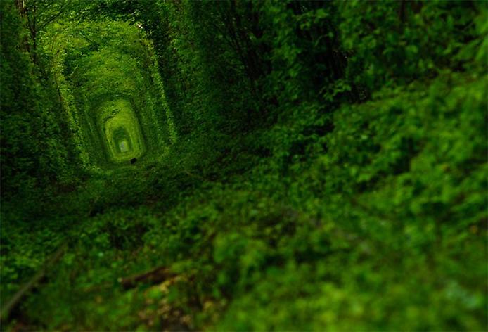 Тоннель Любви в Клевани Тоннель Любви в Клевани