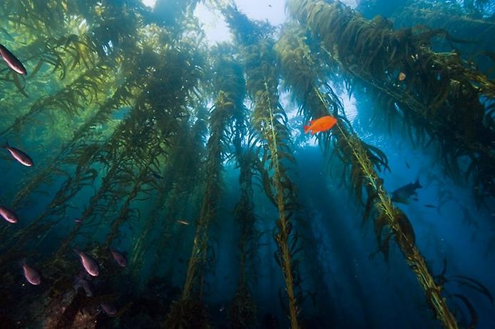 подводный лес из водорослей