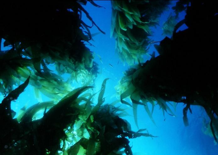подводный лес