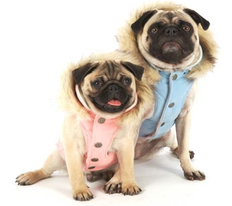 пёс в защитной одежде для прогулок