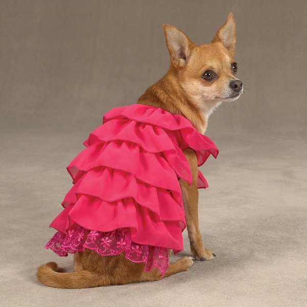 собака в повседневной одежде