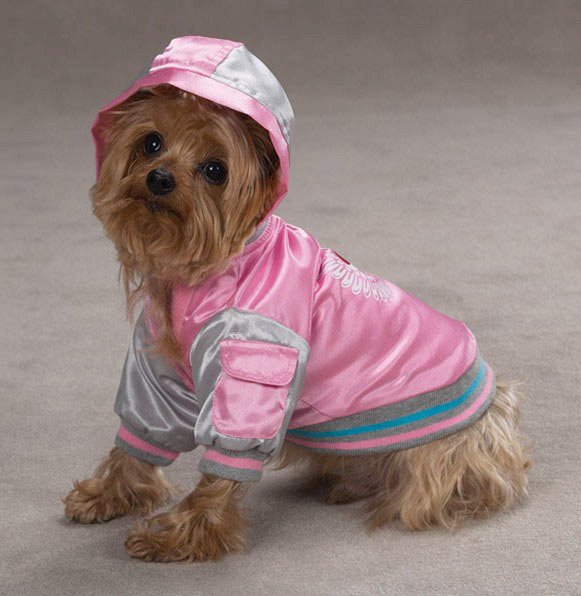 собака в тёплом свитере