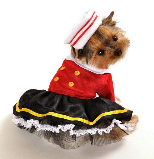 пёс в утеплённом костюме