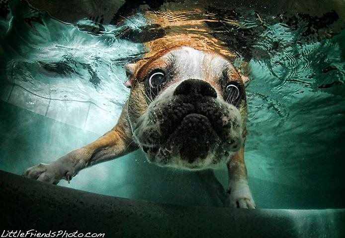животные под водой