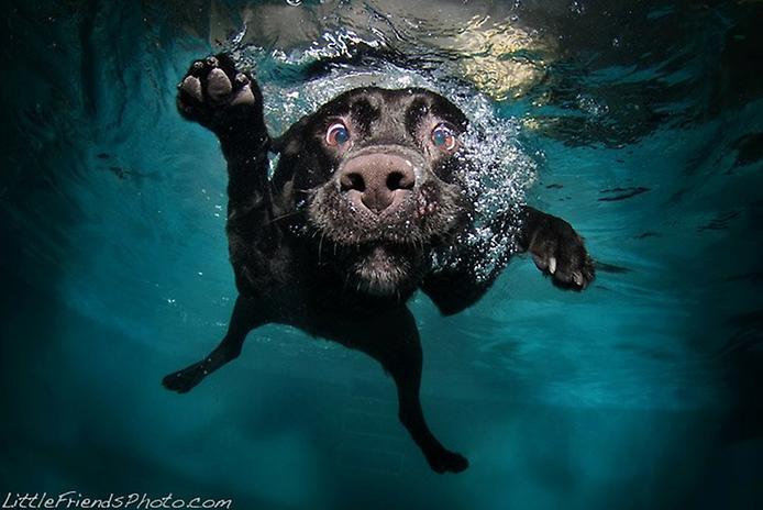 фото собак под водой