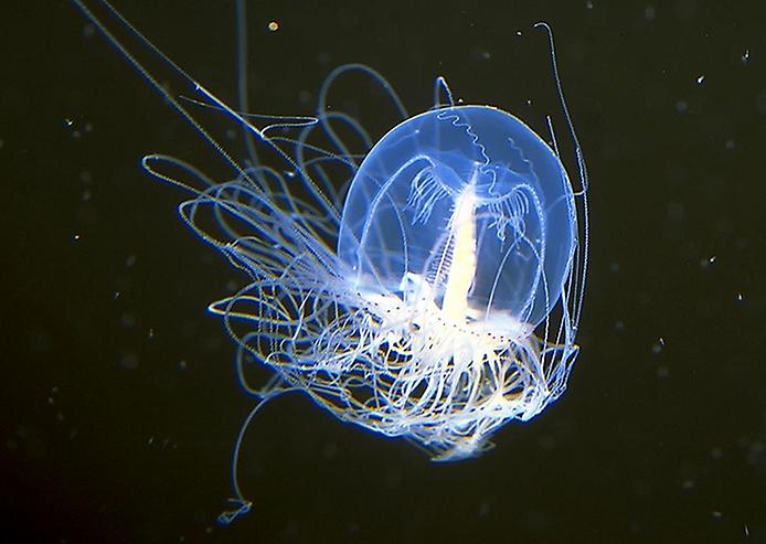 бессмертная медуза
