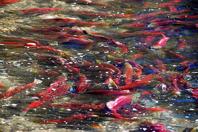 миграция лосося на реке адамс