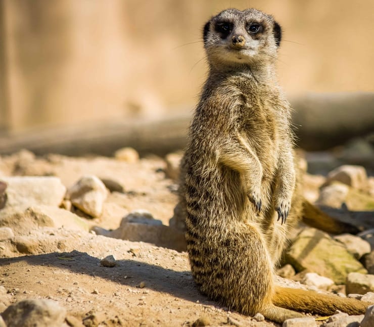 факты о животных в подборке