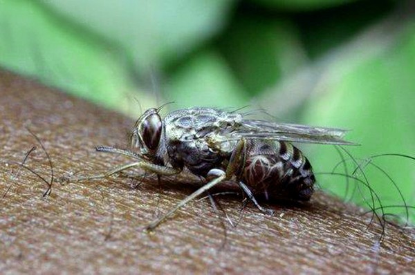 Муха цеце в естественной среде обитания