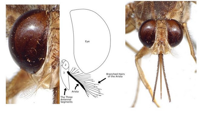 Хоботок мухи цеце крупным планом