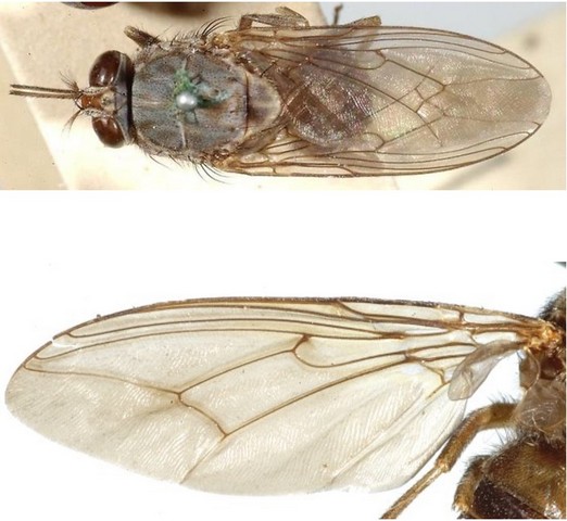 Крыло мухи цеце под микроскопом