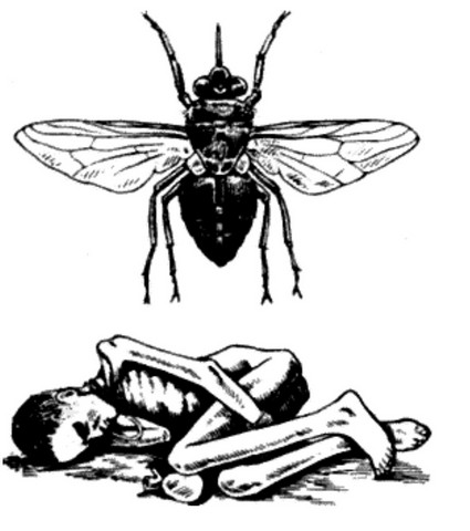 Ловушка для мух цеце в саванне