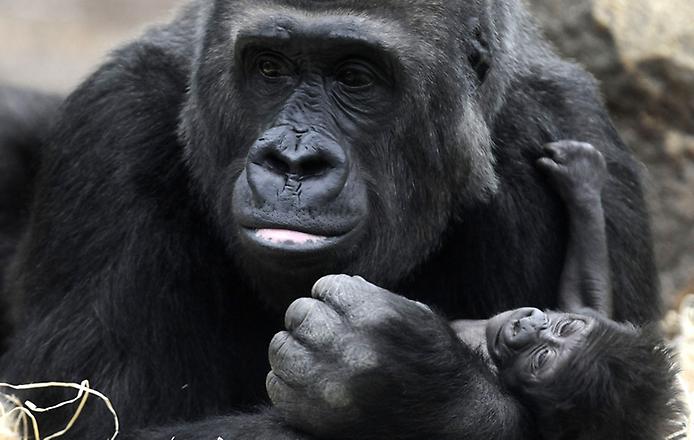 гориллы и их детеныши
