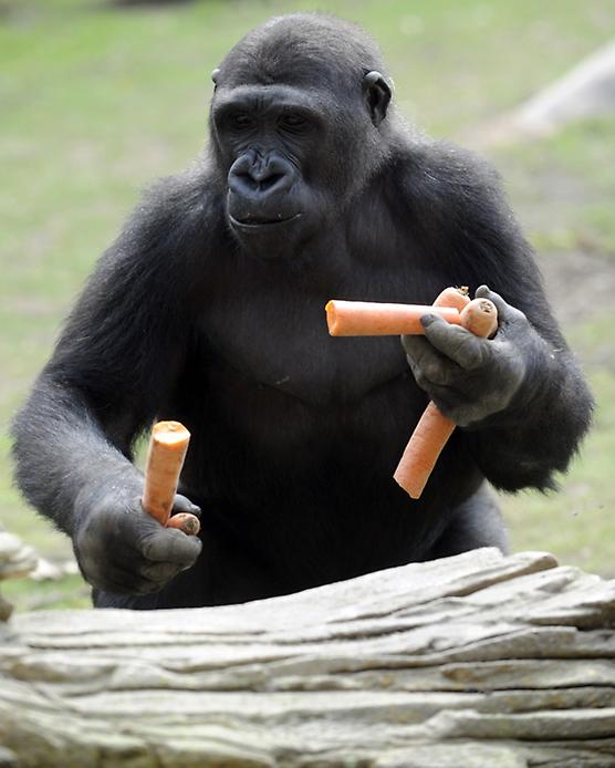 гориллы и их детеныши