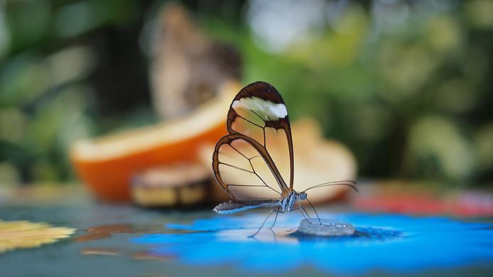 бабочка-стеклянница