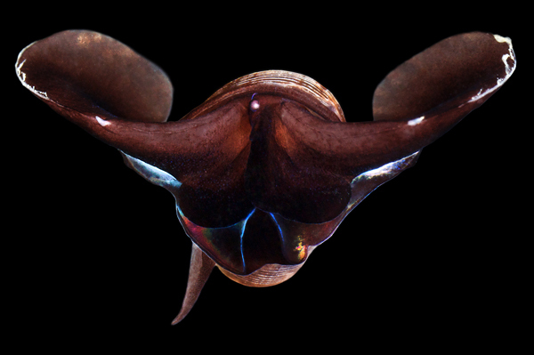 странные существа белого моря