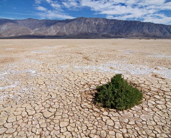 выносливые пустынные растения