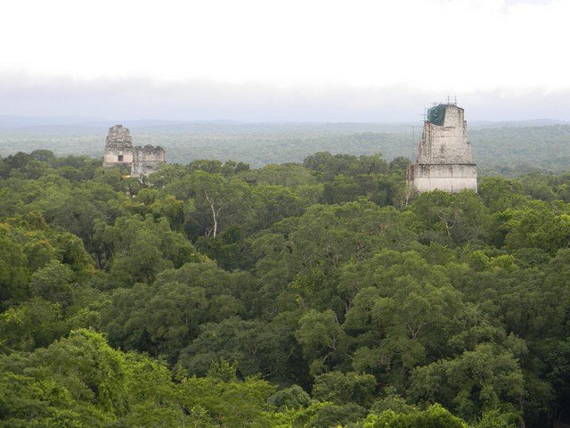 Пирамиды древнего города майя Тикаль в джунглях Гватемалы