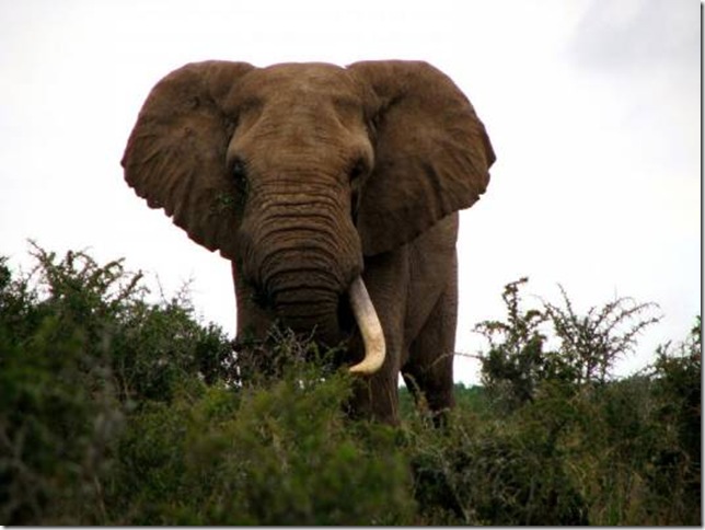 слон в природе