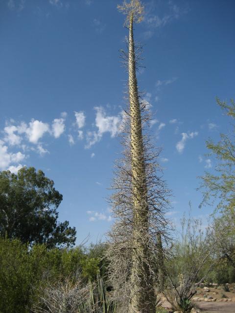 тонкий высокий ствол идрии колумнарис в мексиканской пустыне