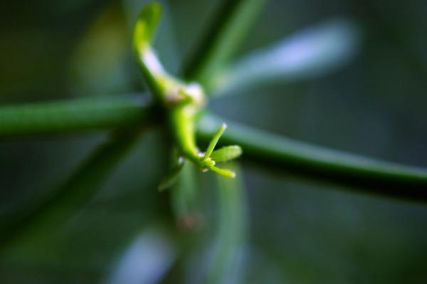 густые цилиндрические побеги молочая тирукалли без листьев