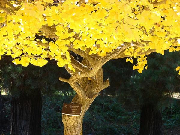 дерево гинкго с веерообразными листьями осенью