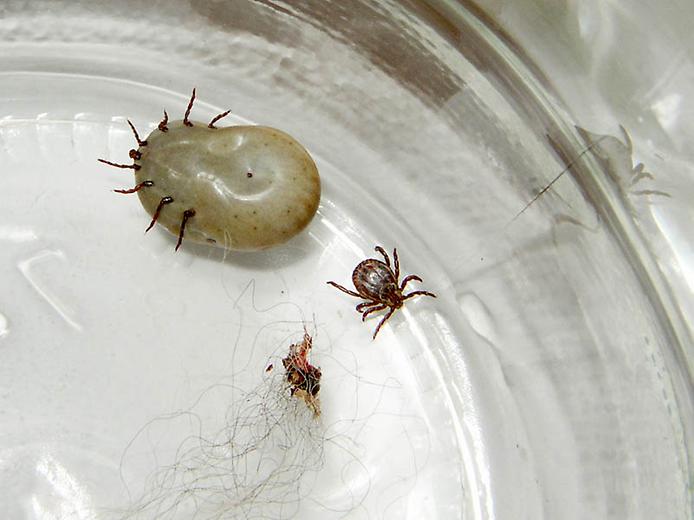 Иксодовый клещ на коже