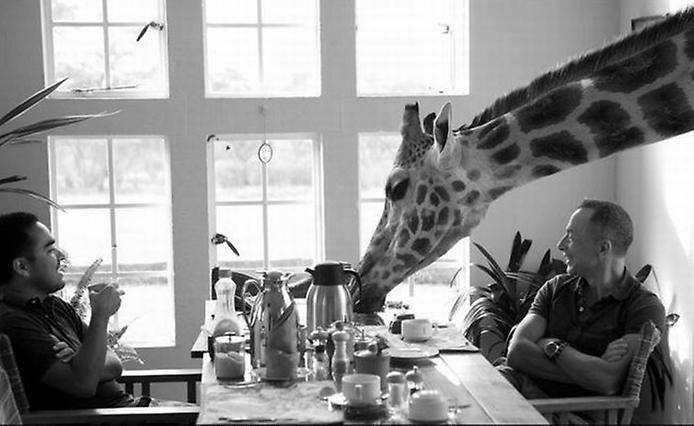 фото жирафов фото жирафов