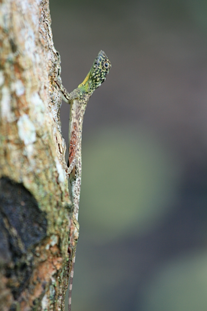 ящерица-дракон