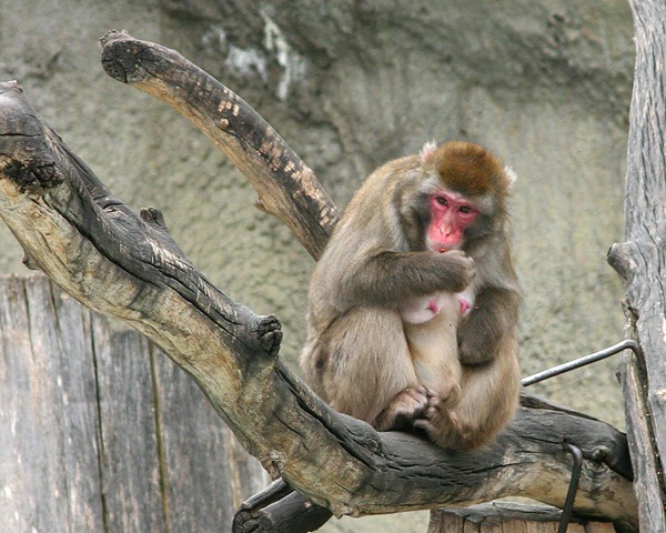 monkey_tree