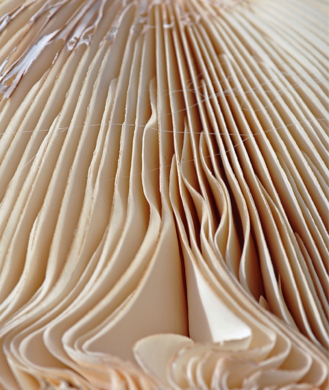 грибы в макро грибы в макро