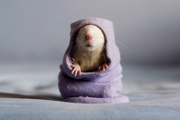 крыса в лабораторных условиях