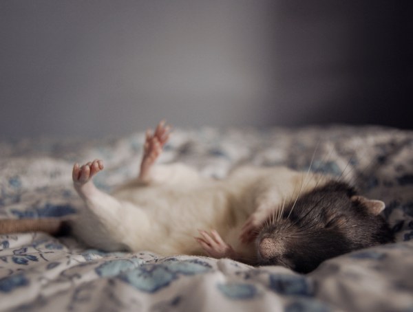 белая лабораторная крыса