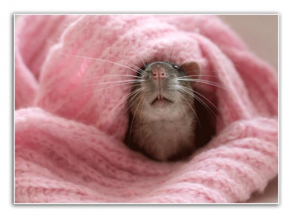 крысы ухаживают друг за другом