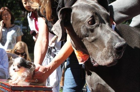 Бу-бу и Великан Джордж